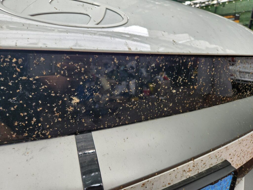 Heavy bug contamination on a car before bug removal